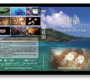 海花虫　うみはなむし　サンゴの森に咲くポリプの花