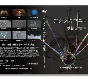 コシダカウニの受精と発生